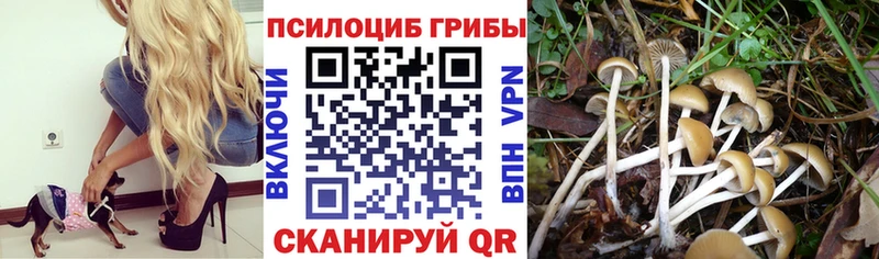 Галлюциногенные грибы Psilocybine cubensis  купить наркотик  Борзя 